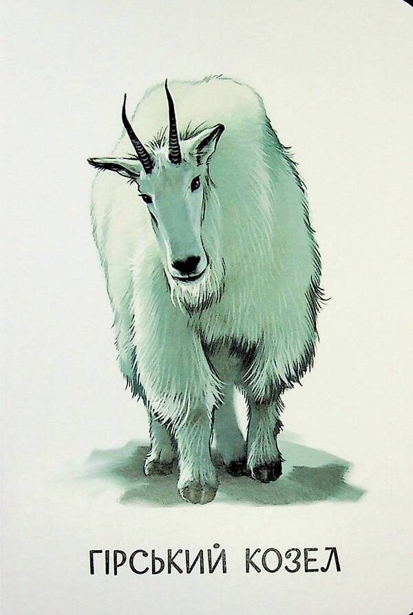 22 Pictures Favorite Animals - 22 картинки Улюблен тварини - Author not specified 2812810003977-6