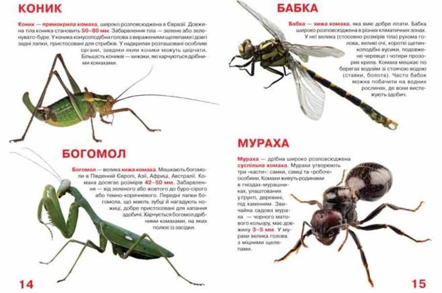 A big book.Insects / Велика книжка. Комахи Олег Завязкин 978-966-936-382-4-3