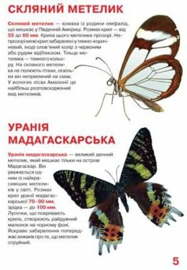 A big book. Butterflies / Велика книжка. Метелики 978-966-936-775-4-4
