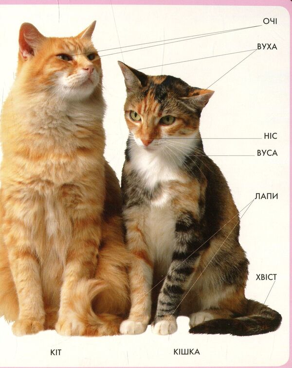 Animals My First Book / Тварини. Моя перша книжка / Author not specified 9789664628584-6