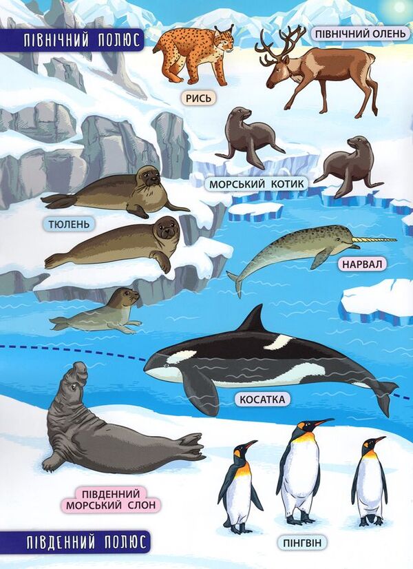 Animals of the world / Тварини світу Екатерина Смирнова 978-966-284-503-7-6