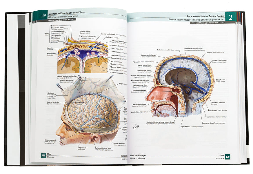 Atlas of human anatomy according to Netter. Classic area approach / Атлас анатомії людини за Неттером. Класичний ділянковий підхід Фрэнк Неттер 978-617-505-982-1-6