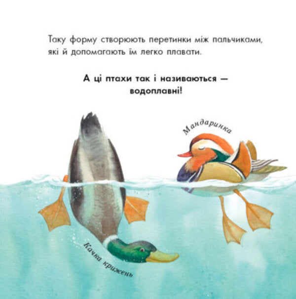 Birds are different and amazing / Птахи різні та дивовижні Наталья Чуб 978-617-09-4271-5-6