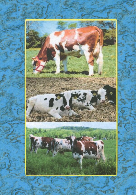 Dairy cattle breeding in farms and personal peasant farms / Молочне скотарство в фермерських та особистих селянських господарствах Алексей Гончар, Юлия Сотниченко, Владимир Бащенко, Александр Бойко 978-966-2499-23-0-2