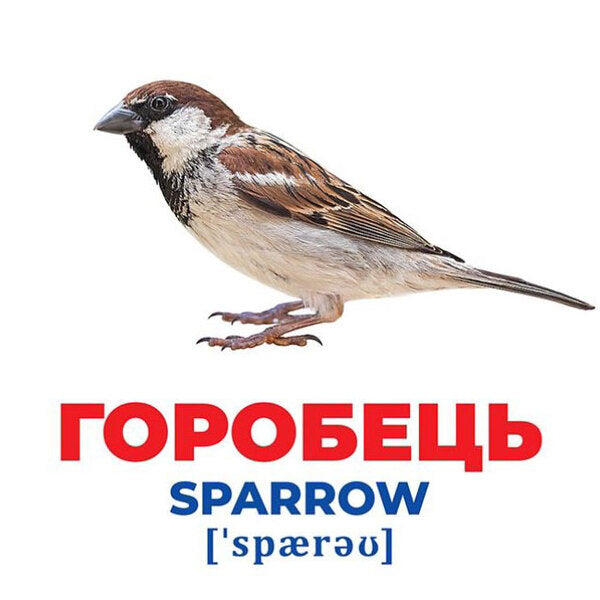 Diaper Genius. Birds of Ukraine. Demonstration material / Геній з пелюшок. Птахи України. Демонстраційний матеріал 4823076151584-3