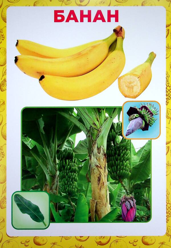 Didactic material. Let's tell the children. About fruits and berries / Дидактичний матеріал. Розповімо дітям. Про фрукти та ягоди 4823076150440-6