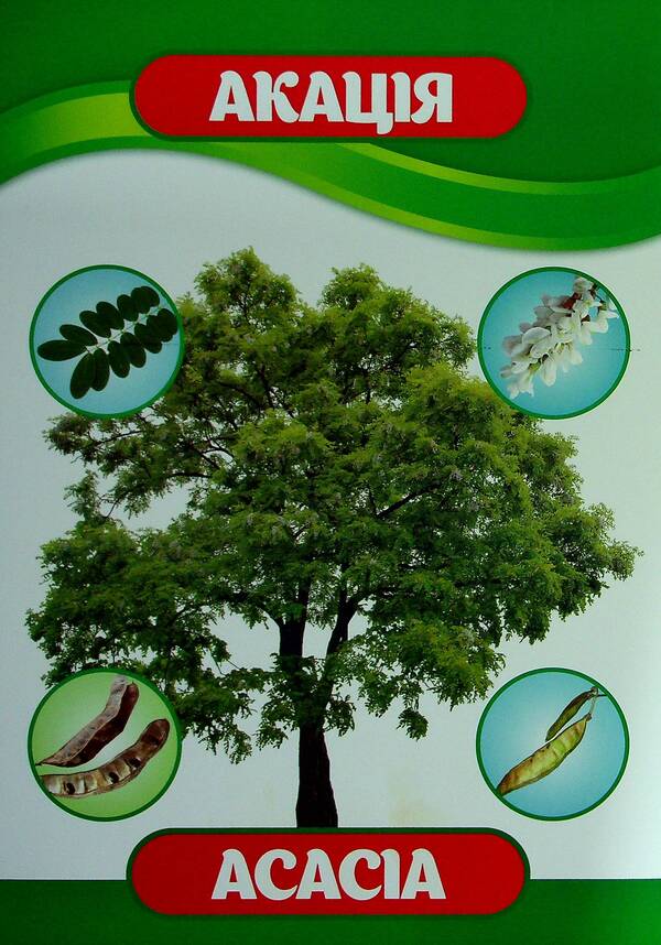 Didactic material. Let's tell the children. About trees and bushes / Дидактичний матеріал. Розповімо дітям. Про дерева та кущі 4823076150426-6