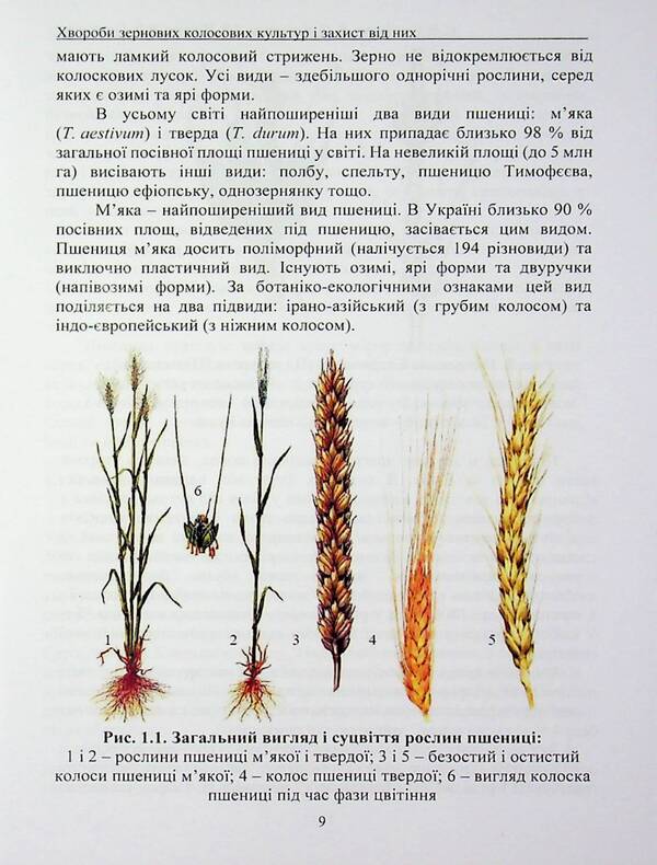 Diseases of cereal grain crops and protection against them / Хвороби зернових колосових культур і захист від них Сергей Станкевич, Любовь Жукова, В. Кабанец 978-617-8554-15-6-6