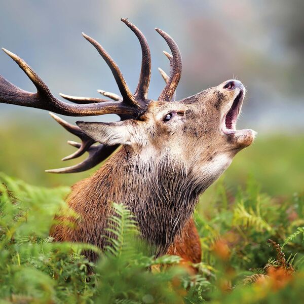 Dwellers Of The Woodlands 2026 / Author not specified 9783959295246-6