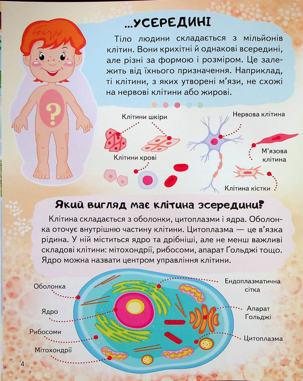 Encyclopedia. Human body / Енциклопедія. Тіло людини Анна Логвинкова 978-966-466-822-1-6