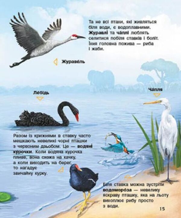 Encyclopedia of a preschooler.Birds / Енциклопедія дошкільника. Птахи Юлия Каспарова 9786170969149-6