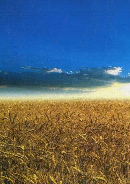 Environmental and economic problems of agricultural land degradation in Ukraine / Еколого-економічні проблеми деградації сільськогосподарських земель в Україні А. Мартин, Александр Чумаченко 978-611-01-0608-5-2