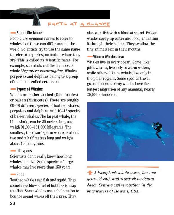 Face to Face with Whales. Level 5 / Face to Face with Whales. Level 5 Флип Никлин, Линда Никлин 9780008358082-6