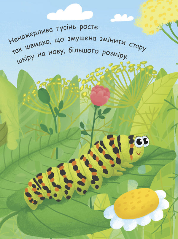 How is a butterfly born? / Як народжується метелик? 9789667488352-4