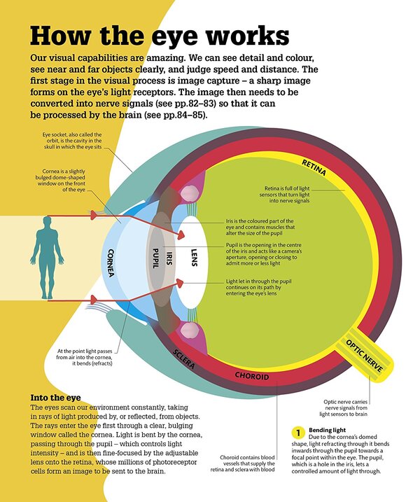 How the Body Works. The Facts Simply Explained / How the Body Works. The Facts Simply Explained 9780241188019-6