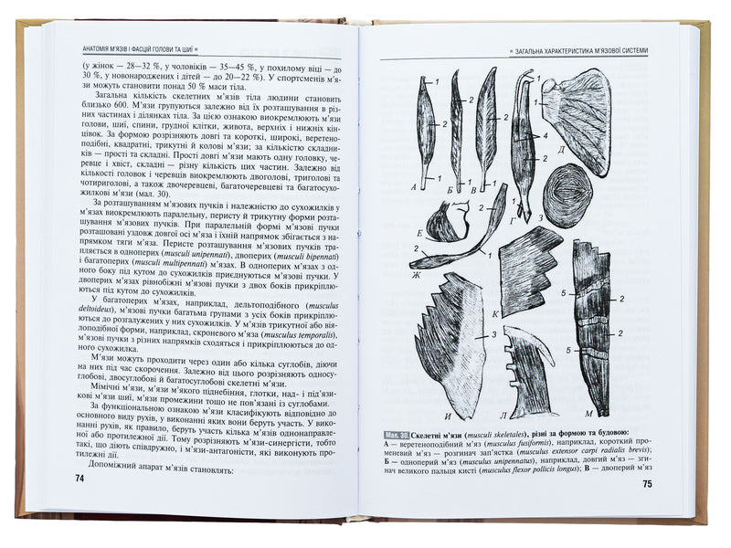 Human anatomy / Анатомія людини С. Билаш, М. Коптев, О. Пронина 978-617-505-932-6-6