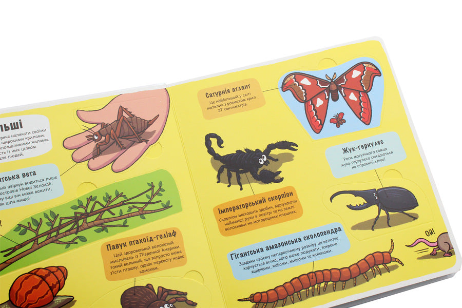 Little explorers.Insects / Маленькі дослідники. Комашки 978-617-7563-84-5-6