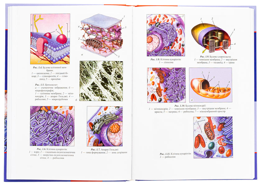 Medical biology / Медична біологія Виктор Барциховский, Петр Шерстюк 978-617-505-994-4-6