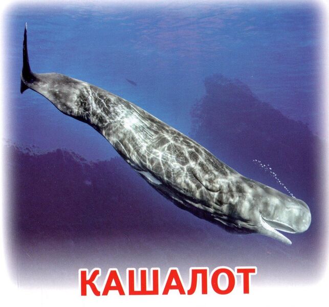 Mini cards. Inhabitants of seas and oceans / Картки міні. Жителі морів та океанів 4823076150372-5