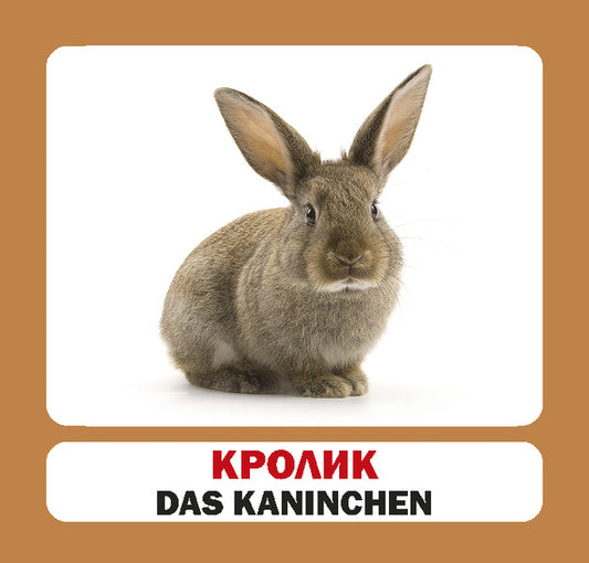 Pets / Die Haustiere. Set Of Cards / Домашні тварини / Die Haustiere. Набір карток / Author not specified 9786177360864-2