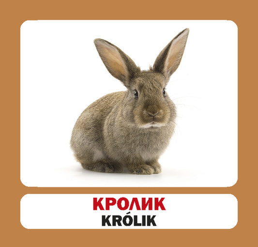 Pets - Zwierzeta Domowe. Set Of Cards - Домашн тварини - Zwierzeta domowe. Набр карток - Author not specified 9786177686018-2