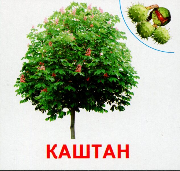 Plants of our planet. 17 cards / Рослини нашої планети. 17 карток 4823076107574-6