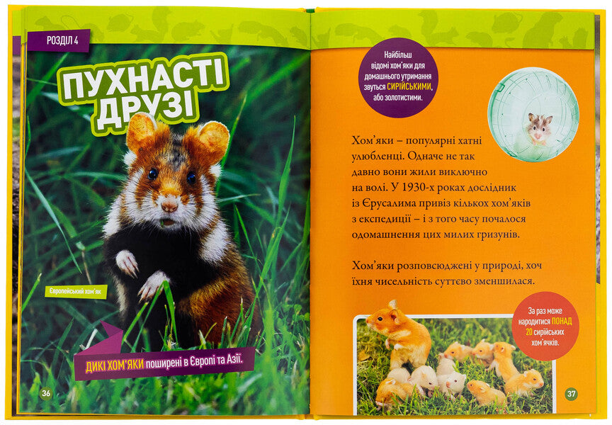 Skryab! 100 interesting facts about rodents / Шкряб! 100 цікавих фактів про гризунів Роуз Девидсон 9786171600805-6