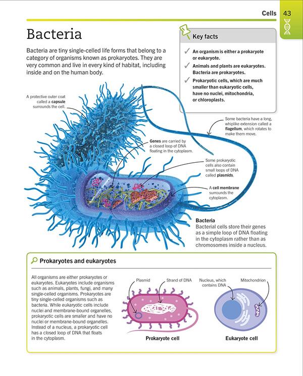 Super Simple Biology. The Ultimate Bitesize Study Guide / Author not specified 9780241390467-5