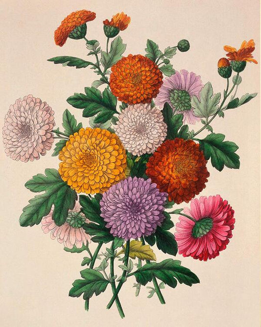 The Complete Language of Flowers / The Complete Language of Flowers С. Тереза Дитц 9781577151906-2