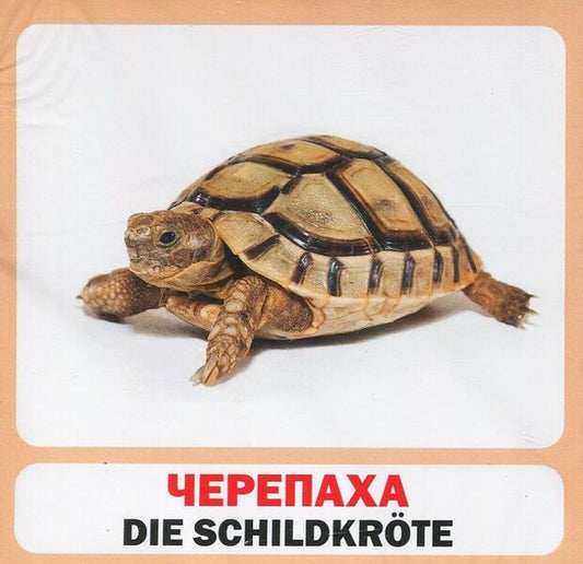 Wild Animals. Set Of Cards / Дикі тварини. Набір карток / Author not specified 9789669751829-2