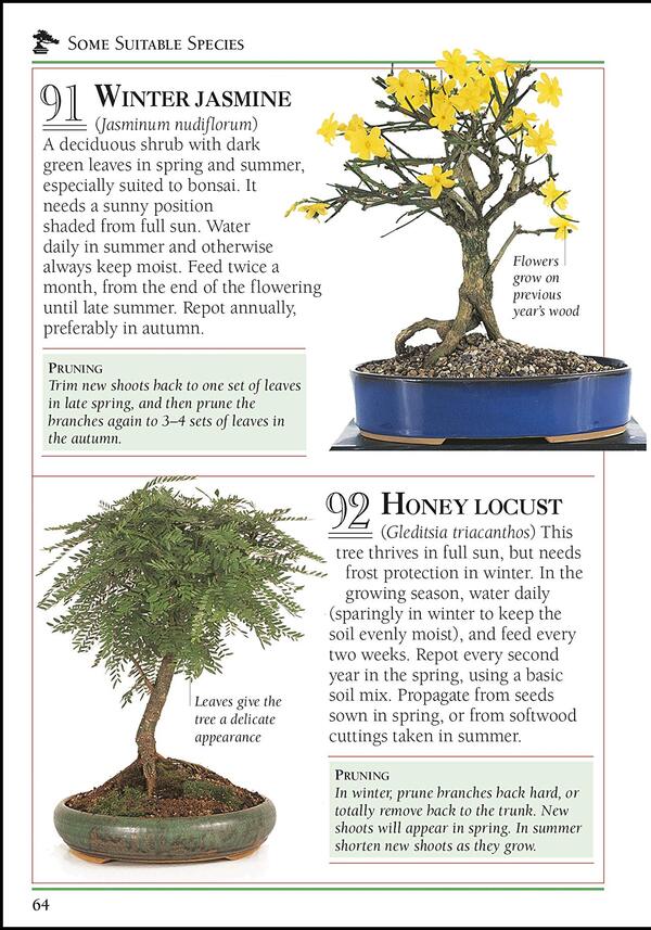 101 Essential Bonsai Tips. Breaks Down the Subject into 101 Easy-to-Grasp Tips / 101 Essential Tips Bonsai. Breaks Down the Subject into 101 Easy-to-Grasp Tips Гарри Томлинсон 9780241408599-4