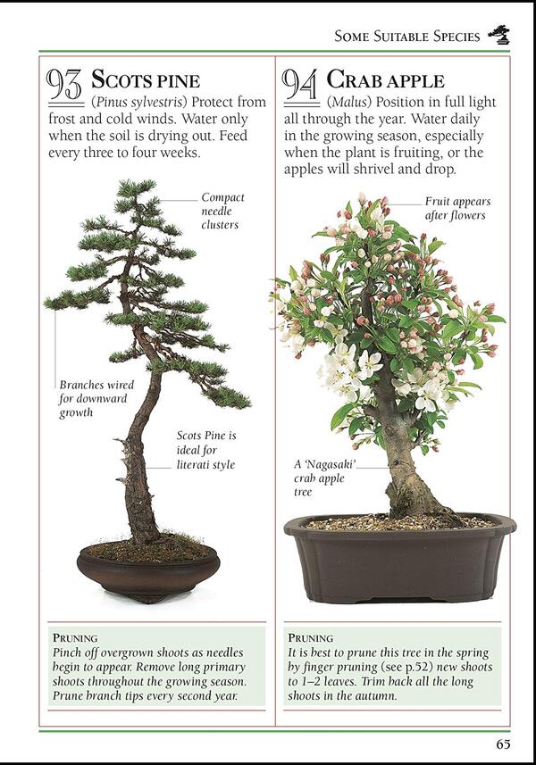 101 Essential Bonsai Tips. Breaks Down the Subject into 101 Easy-to-Grasp Tips / 101 Essential Tips Bonsai. Breaks Down the Subject into 101 Easy-to-Grasp Tips Гарри Томлинсон 9780241408599-5