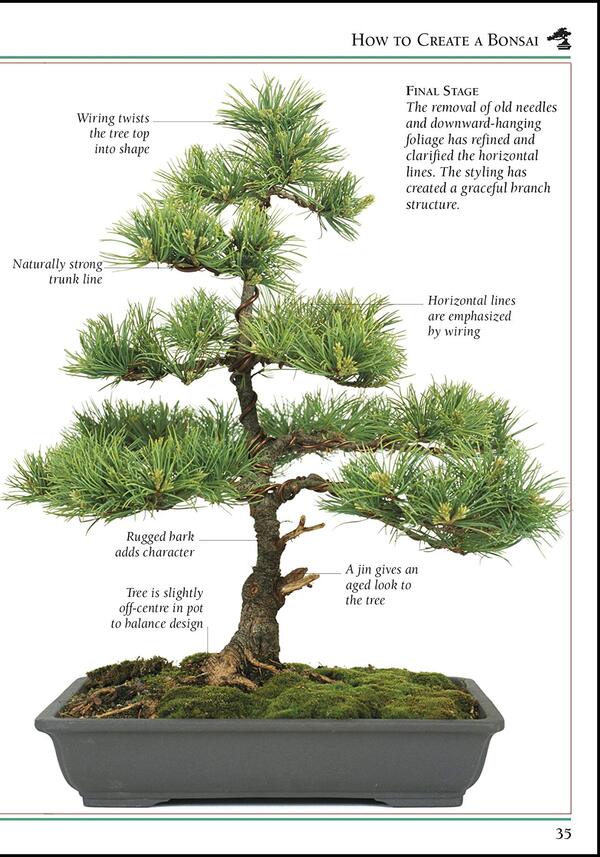 101 Essential Bonsai Tips. Breaks Down the Subject into 101 Easy-to-Grasp Tips / 101 Essential Tips Bonsai. Breaks Down the Subject into 101 Easy-to-Grasp Tips Гарри Томлинсон 9780241408599-3