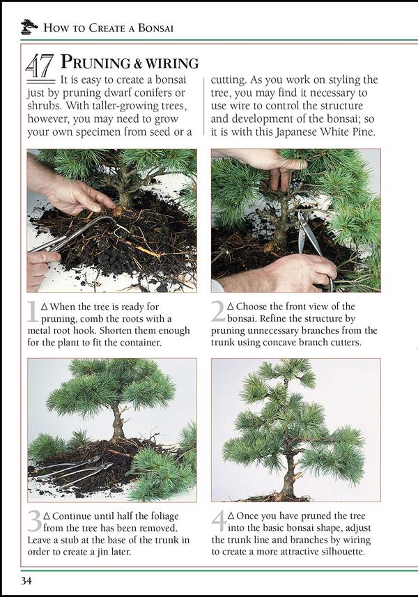 101 Essential Bonsai Tips. Breaks Down the Subject into 101 Easy-to-Grasp Tips / 101 Essential Tips Bonsai. Breaks Down the Subject into 101 Easy-to-Grasp Tips Гарри Томлинсон 9780241408599-2