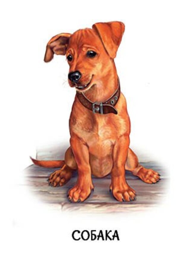 22 pictures. Family animals / 22 картинки. Свійські тварини  9786178773823-3