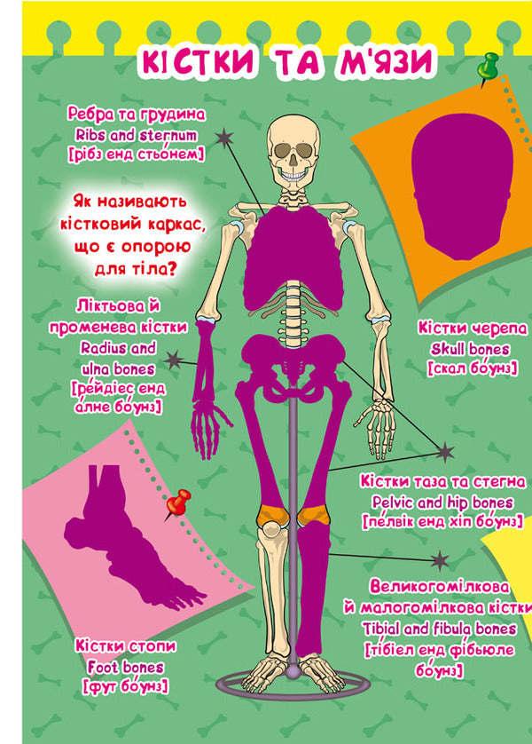 A big book.Development stickers.Smart tasks.Human body / Велика книжка. Розвивальні наліпки. Розумнi завдання. Тіло людини Любовь Корнева 978-966-987-057-5-3