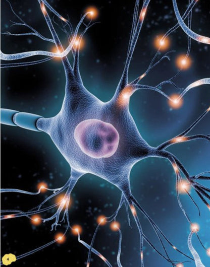 A broken brain. Impulsive neurons, variable synapses, caudate axons / Карколомний мозок. Імпульсивні нейрони, мінливі синапси, хвостаті аксони Лиам Дрю 9786170973856-6