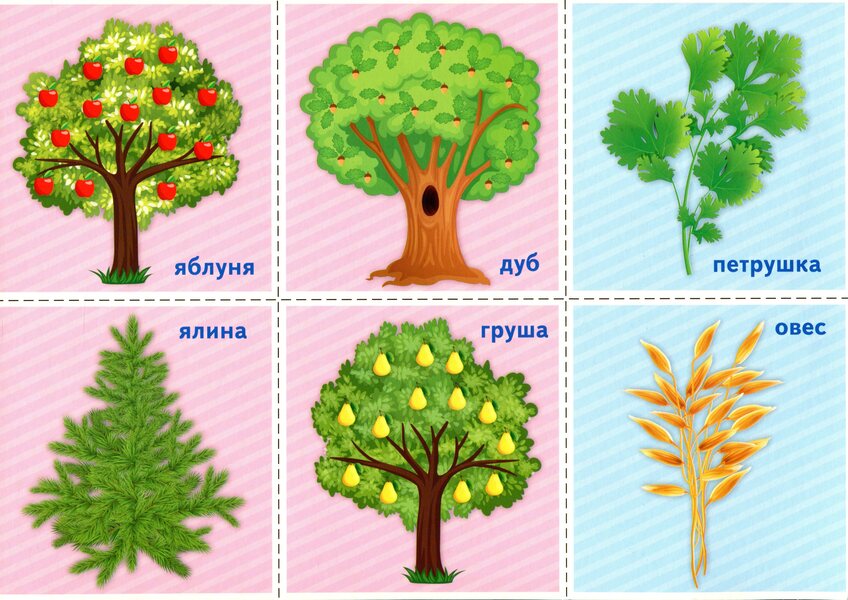 A complex of didactic games for students of grades 1-2. The world of plants / Комплекс дидактичних ігор для учнів 1-2 класів. Світ рослин  4823076143572-3