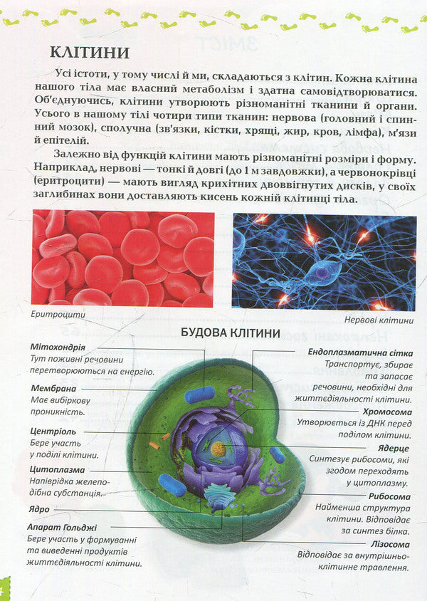About the human body / Про тіло людини Татьяна Жабская 978-617-7292-56-1-4