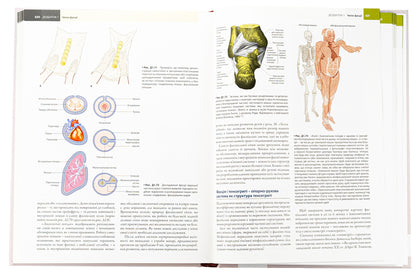 Anatomical trains. Myofascial meridians for manual therapists and traffic recovery professionals / Анатомічні поїзди. Міофасціальні меридіани для мануальних терапевтів і фахівців із відновлення руху Томас В. Маерс 978-617-505-972-2-6