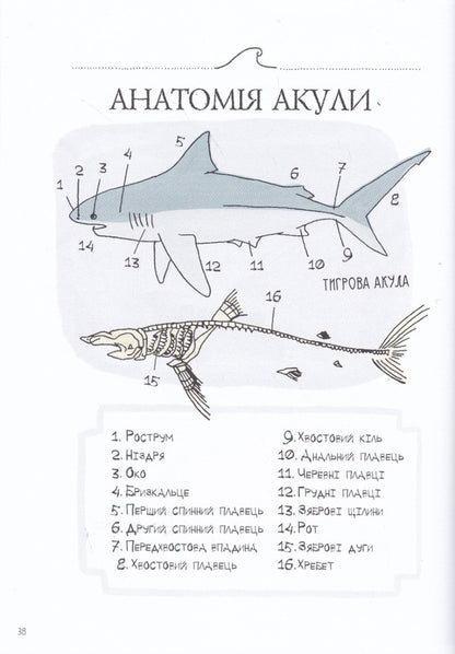 Anatomy of the ocean. Incredible places and parts of the world hidden under water / Анатомія океану. Неймовірні місця та частини світу, сховані під водою Джулия Ротман 978-617-7329-87-8-5