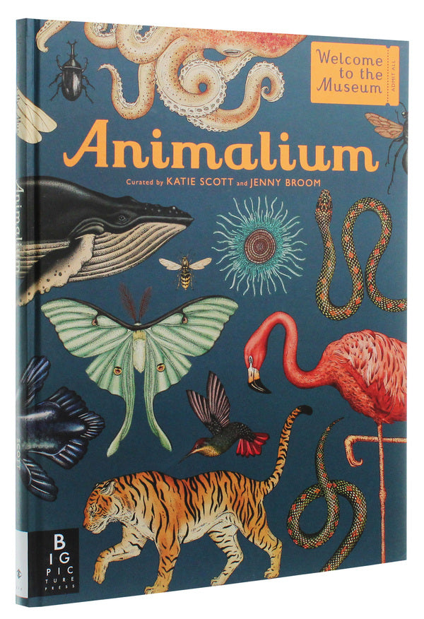 Animalium / Animalium Дженни Брум 978-1-78741-164-7-4