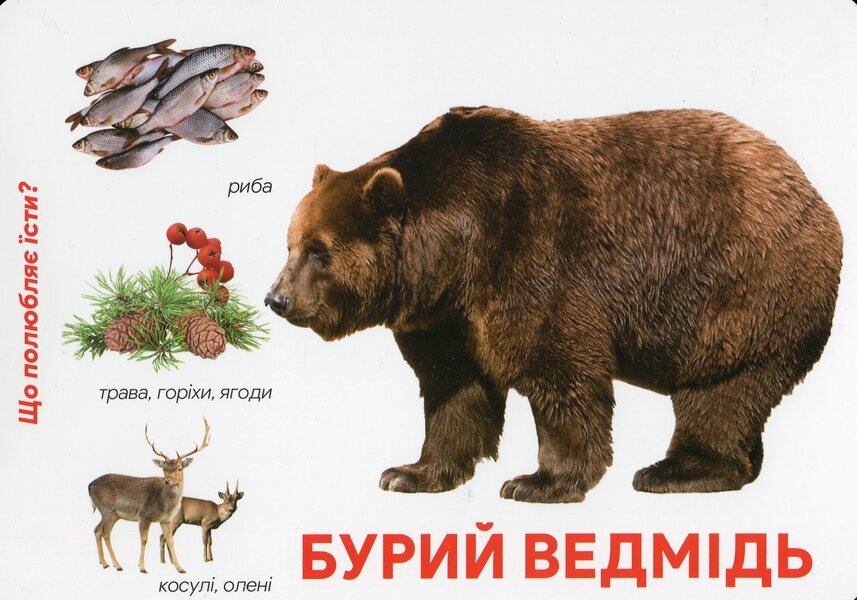 Animals In The Forest Montessori Cards - Тварини у лс Монтессор-картки - Author not specified 9786177954056-4