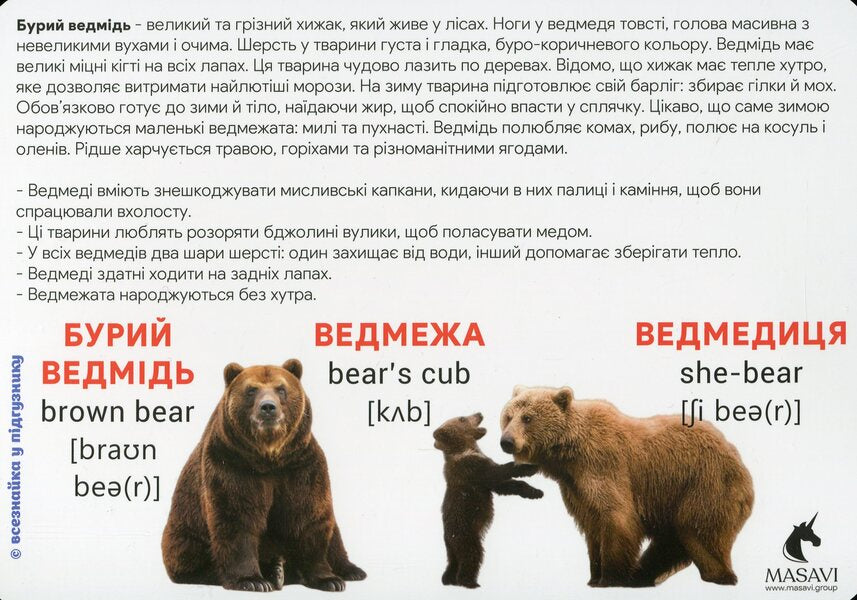 Animals In The Forest Montessori Cards - Тварини у лс Монтессор-картки - Author not specified 9786177954056-5