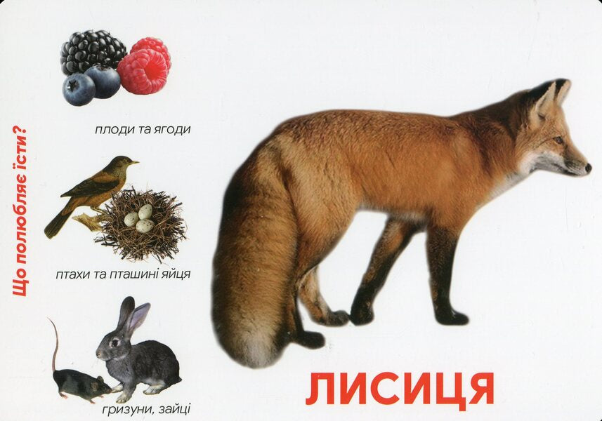 Animals In The Forest Montessori Cards - Тварини у лс Монтессор-картки - Author not specified 9786177954056-6