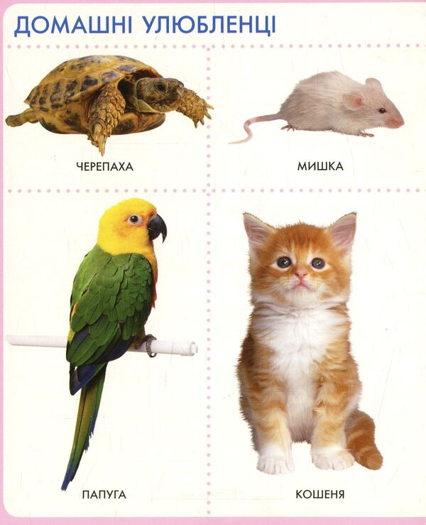 Animals My First Book / Тварини. Моя перша книжка / Author not specified 9789664628584-3