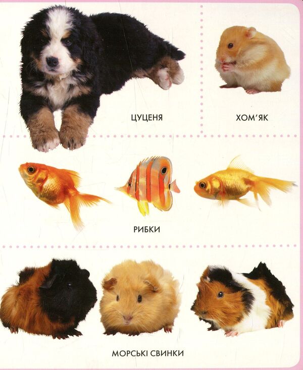 Animals My First Book / Тварини. Моя перша книжка / Author not specified 9789664628584-4