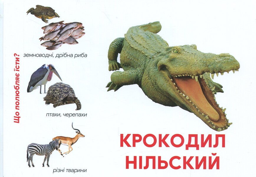Animals Of Africa Montessori Cards - Тварини Африки Монтессор-картки - Author not specified 9786177985005-5