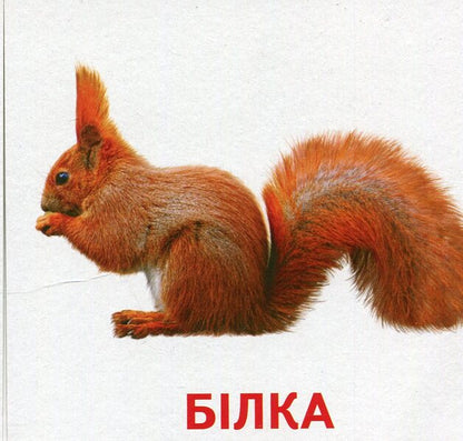 Animals and birds of Ukraine. Mini cards / Тварини та птахи України. Міні-картки  9789666792399-2