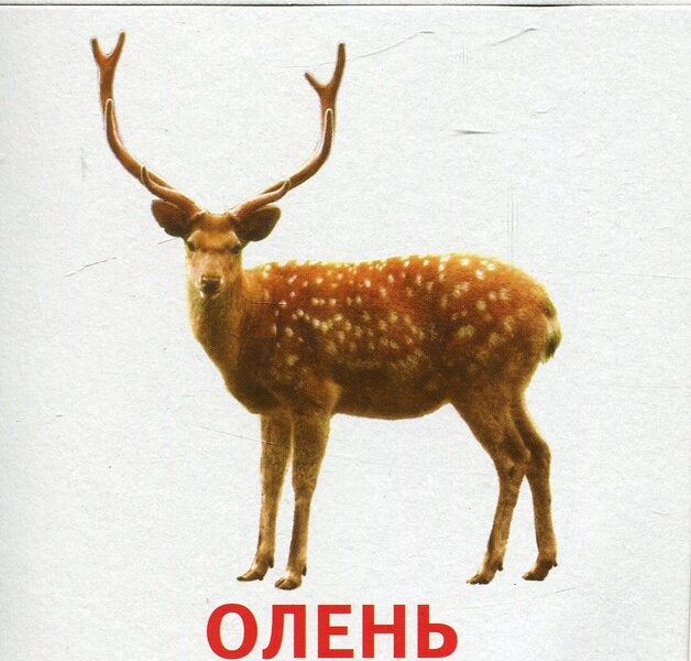Animals and birds of Ukraine. Mini cards / Тварини та птахи України. Міні-картки  9789666792399-3